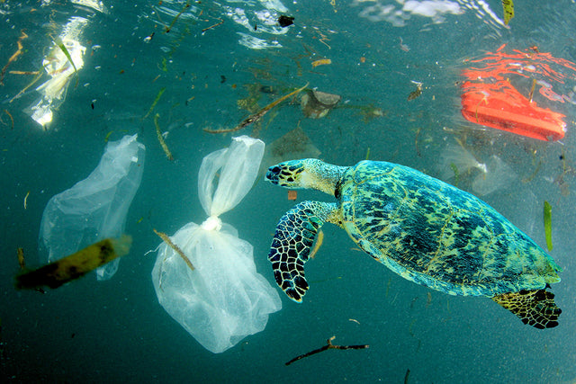 Schildkröte Meeresverschmutzung Plastik im Meer